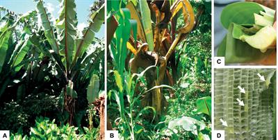 Application of Genetic Engineering for Control of Bacterial Wilt Disease of Enset, Ethiopia’s Sustainability Crop